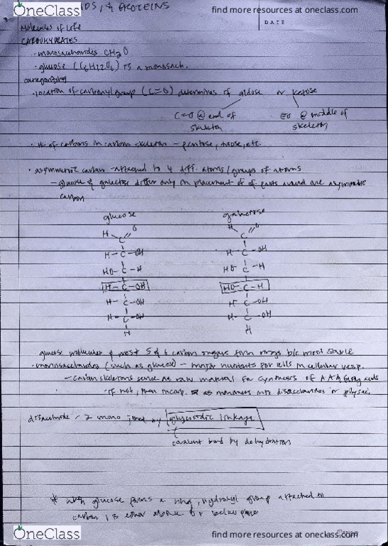 MCDB 1A Final Carbs Lipids And Proteins OneClass