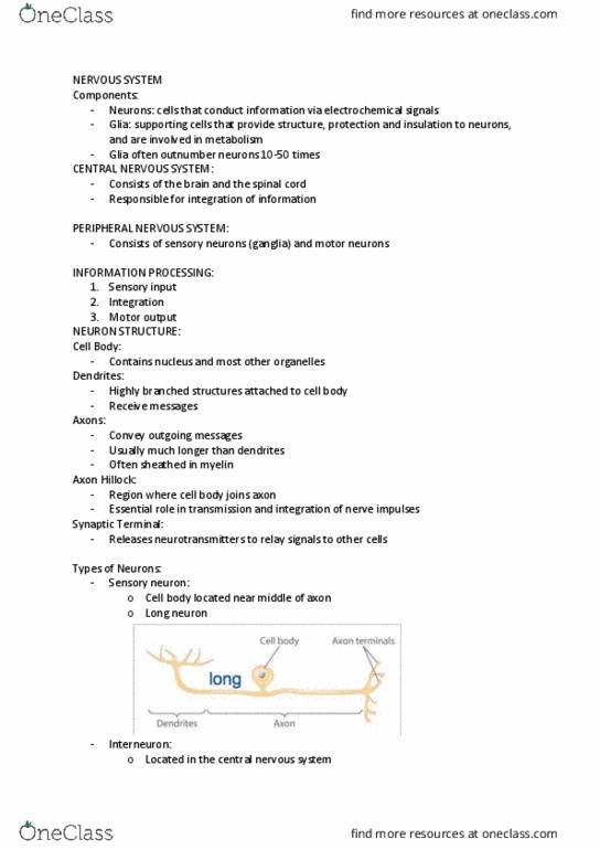 Bio Study Guide Spring Final Axon Hillock Motor Neuron