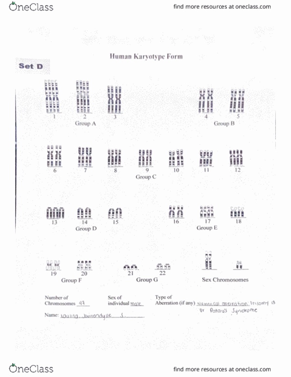 BIO 101 Lecture Human Karyotype Sample With Answer OneClass