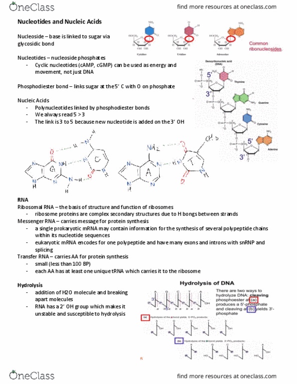 Biochem B Study Guide Fall Final Ribosomal Rna Glycosidic