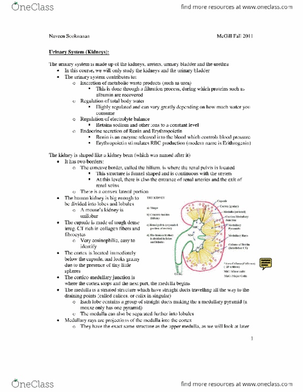 Anat Final Urinary System Must Read For Final Oneclass