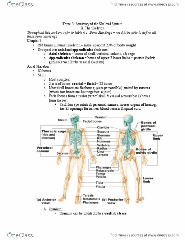 Anp Study Guide Winter Midterm Anterior Cranial Fossa