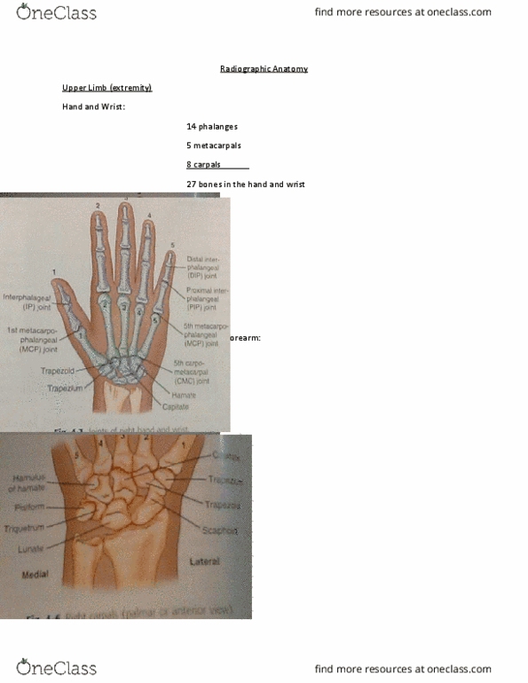 MEDRADSC 2G03 Chapter Notes - Chapter 4: Photostimulated Luminescence, Scapula, Osteoarthritis thumbnail