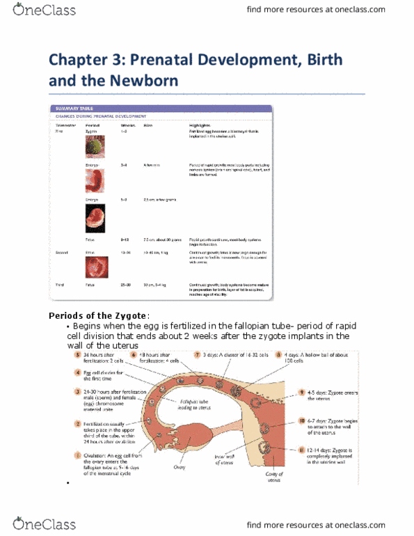 PSY210H5 Lecture Notes - Lecture 2: Breastfeeding, Motor Skill, Prenatal Diagnosis thumbnail