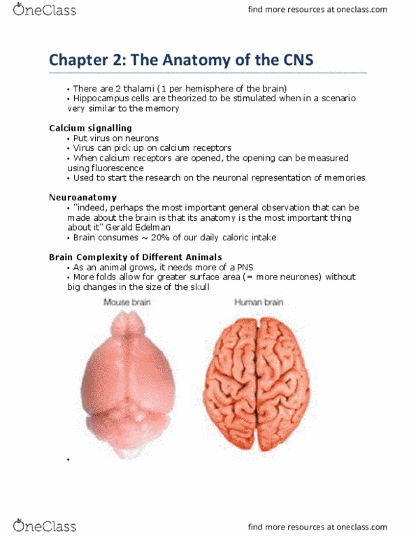 PSY290H5 Lecture 2: Chapter 2: Anatomy of the CNS thumbnail