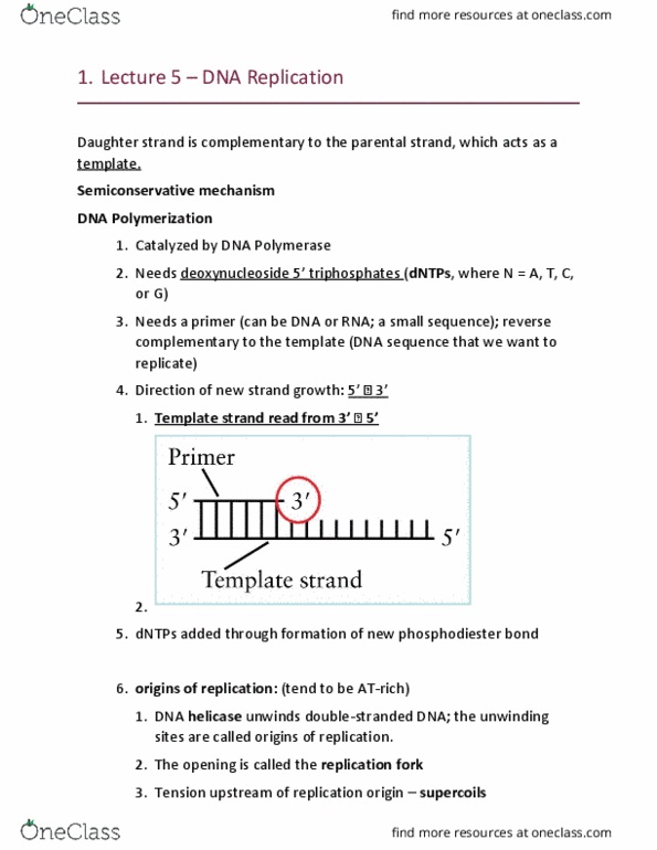BIOL 200 Lecture Notes - Lecture 5: Proliferating Cell Nuclear Antigen, Okazaki Fragments, Dna Ligase thumbnail