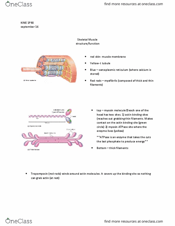 KINE 1P90 Lecture Notes - Lecture 3: Endoplasmic Reticulum, Myocyte, T-Tubule thumbnail