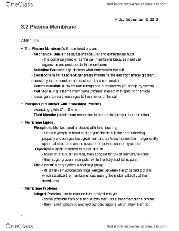 ANP 1105 Chapter Notes - Chapter 3.2: Electrochemical Gradient, Belaying, Phospholipid thumbnail