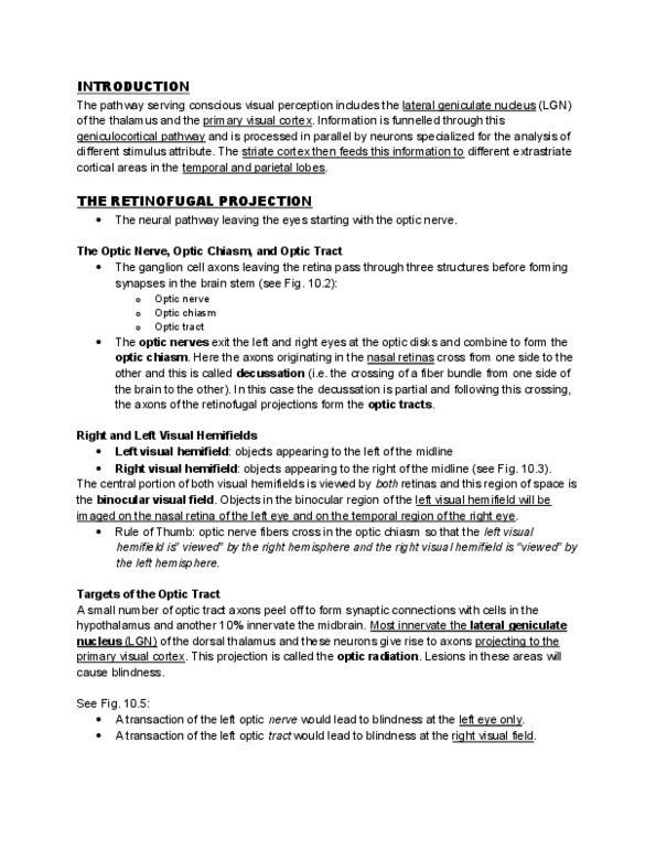 PSYC 3265 Lecture Notes - Retinal Ganglion Cell, Lateral Geniculate Nucleus, Visual Cortex thumbnail