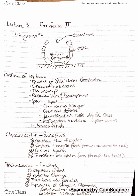 BIOL 321 Lecture 3: Porifera 2 taxonomy thumbnail