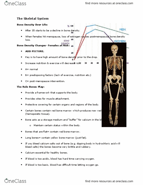 Health Sciences 2300A/B Lecture Notes - Lecture 3: Bone Marrow, Sesamoid Bone, Ethmoid Bone thumbnail