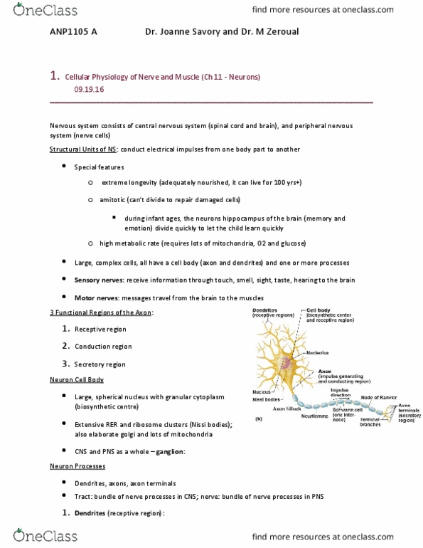 ANP 1105 Lecture Notes - Lecture 4: Axon Hillock, Axon Terminal, Peripheral Nervous System thumbnail