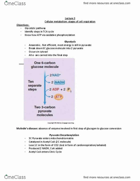KINE 2011 Lecture Notes - Lecture 3: Adenine, Guanosine Diphosphate, Intermembrane Space thumbnail