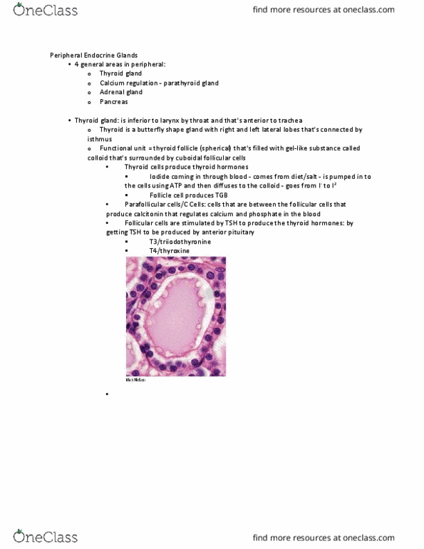 ANAT 102 Lecture Notes - Lecture 13: Osmotic Concentration, Rickets, Aldosterone thumbnail