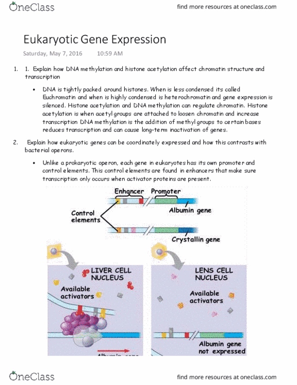 BIO 202 Lecture Notes - Lecture 18: Heterochromatin, Prokaryote, Euchromatin thumbnail