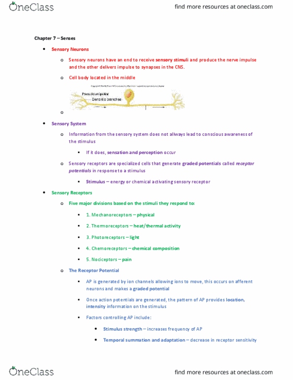 BIOL 2213 Lecture Notes - Lecture 1: Chemoreceptor, Thermoreceptor, Visual Cortex thumbnail