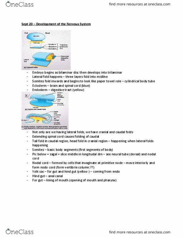 Anatomy and Cell Biology 3319 Lecture Notes - Lecture 4: Yolk Sac, Anal Canal, Endoderm thumbnail