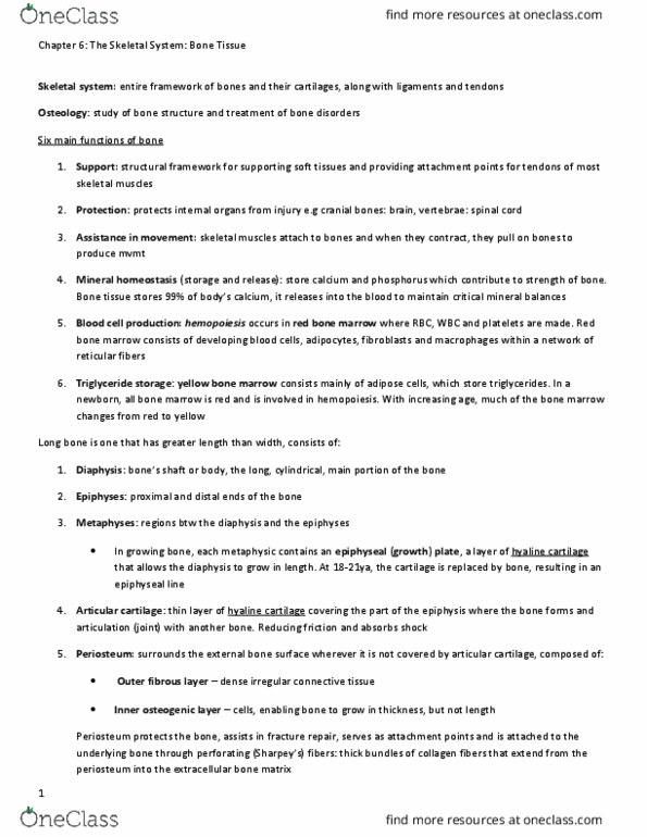 KINESIOL 1A03 Lecture Notes - Lecture 6: Bone Marrow, Intramembranous Ossification, Endochondral Ossification thumbnail