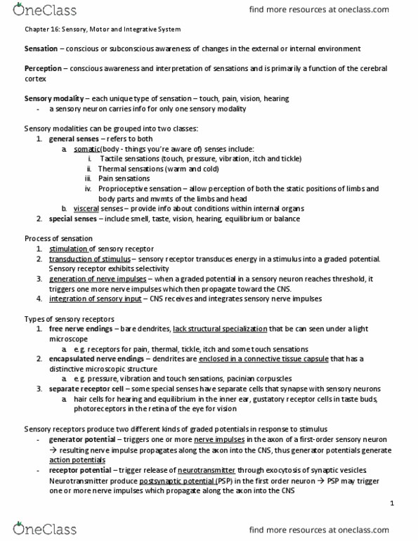 KINESIOL 1A03 Lecture Notes - Lecture 16: Lamellar Corpuscle, Bulbous Corpuscle, Intrafusal Muscle Fiber thumbnail