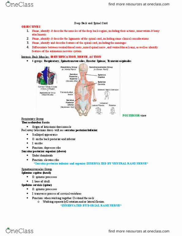 Anatomy and Cell Biology 2221 Lecture Notes - Lecture 4: Serratus Posterior Inferior Muscle, Latissimus Dorsi Muscle, Pars Interarticularis thumbnail