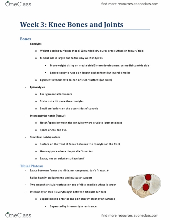 KINESIOL 2E03 Lecture Notes - Lecture 3: Lateral Condyle Of Femur, Fibular Collateral Ligament, Lower Extremity Of Femur thumbnail