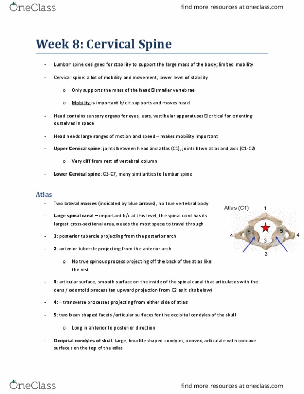 KINESIOL 2E03 Lecture Notes - Lecture 8: Foramen Magnum, Alar Ligament, Occipital Condyle thumbnail