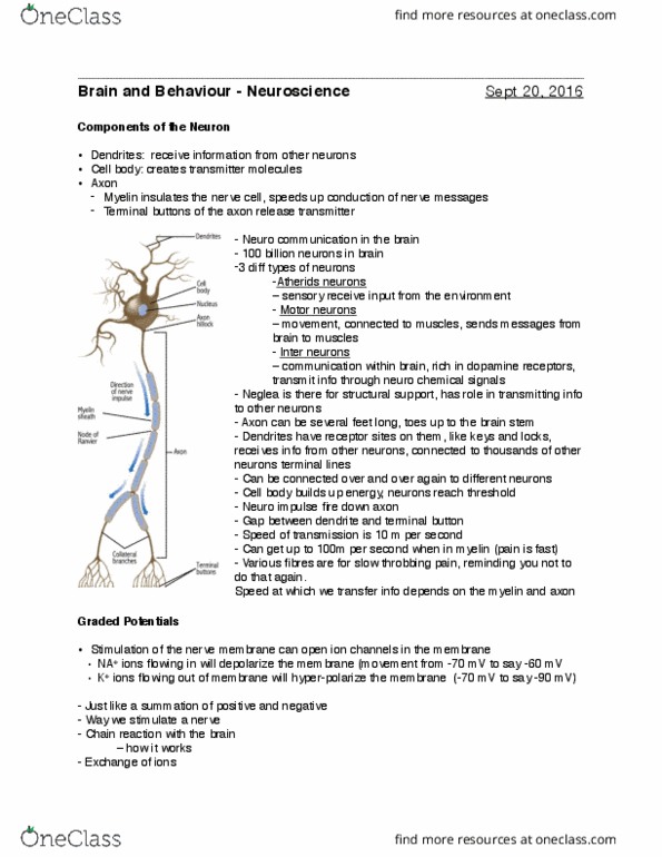 PSY100Y5 Lecture Notes - Lecture 2: Axon Hillock, Axon Terminal, Membrane Potential thumbnail