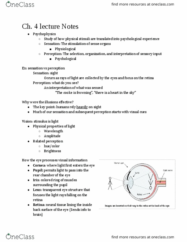 PSY 205 Lecture Notes - Lecture 4: Color Vision, Visual Acuity, Peripheral Vision thumbnail