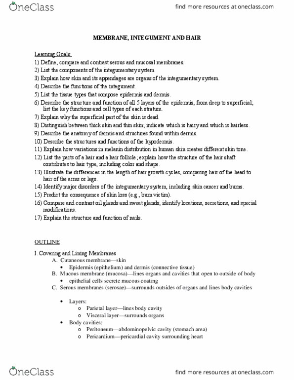 IPHY 3410 Lecture Notes - Lecture 4: Stratified Squamous Epithelium, Stratum Granulosum, Stratum Spinosum thumbnail