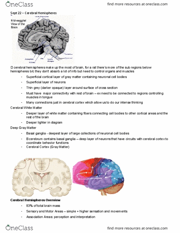 Anatomy and Cell Biology 3319 Lecture Notes - Lecture 5: Occipital Lobe, Parietal Lobe, Insular Cortex thumbnail