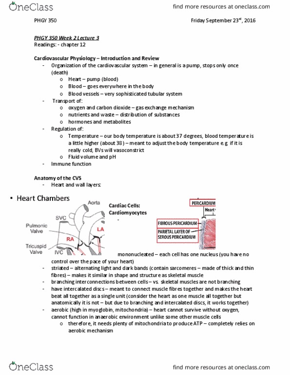 PHGY 350 Lecture Notes - Lecture 6: Diastole, Capillary, T Wave thumbnail