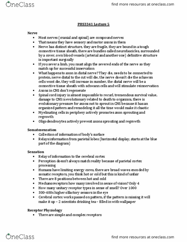 PHS 3341 Lecture Notes - Lecture 5: Dorsal Root Of Spinal Nerve, Stimulus Modality, Resting Potential thumbnail