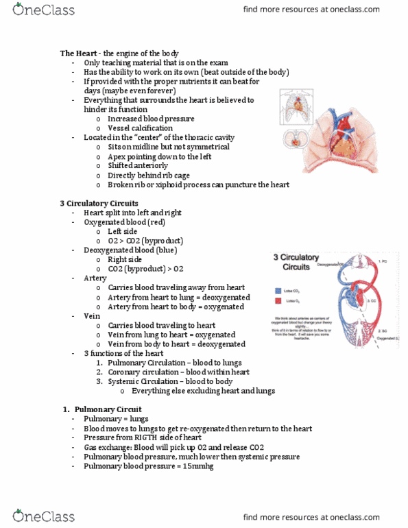 Kinesiology 2222A/B Lecture Notes - Lecture 1: Popliteal Vein, Vertebral Artery, Brachiocephalic Artery thumbnail
