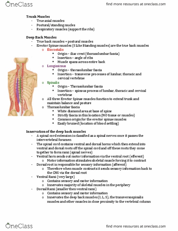Kinesiology 2222A/B Lecture 1: Trunk Notes thumbnail