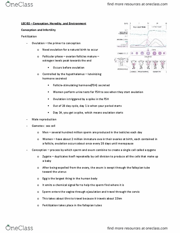 PSYB20H3 Lecture Notes - Lecture 2: Gene Expression, Gregor Mendel, Y Chromosome thumbnail