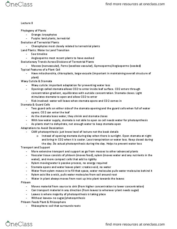 LIFESCI 1 Lecture Notes - Lecture 8: Bristlecone Pine, Lycopodiophyta, Only Time thumbnail