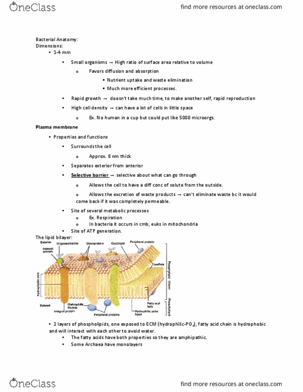 BIO 3124 Lecture Notes - Lecture 4: Microfilament, Lysosome, Phagocytosis thumbnail