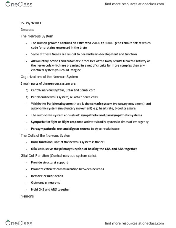 PSYO 1011 Lecture Notes - Lecture 5: Grey Matter, Myelin, Central Nervous System thumbnail