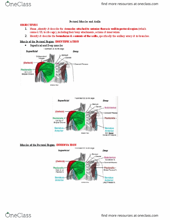 Anatomy and Cell Biology 2221 Lecture Notes - Lecture 5: Thoracoacromial Artery, Anterior Humeral Circumflex Artery, Subclavian Artery thumbnail