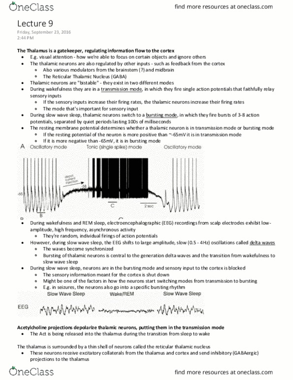 ANAT 321 Lecture Notes - Lecture 9: Pyramidal Cell, Taschen, White Matter thumbnail