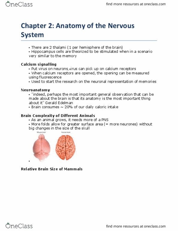 PSY290H5 Lecture Notes - Lecture 2: Diencephalon, Sensory System, Metabolic Waste thumbnail