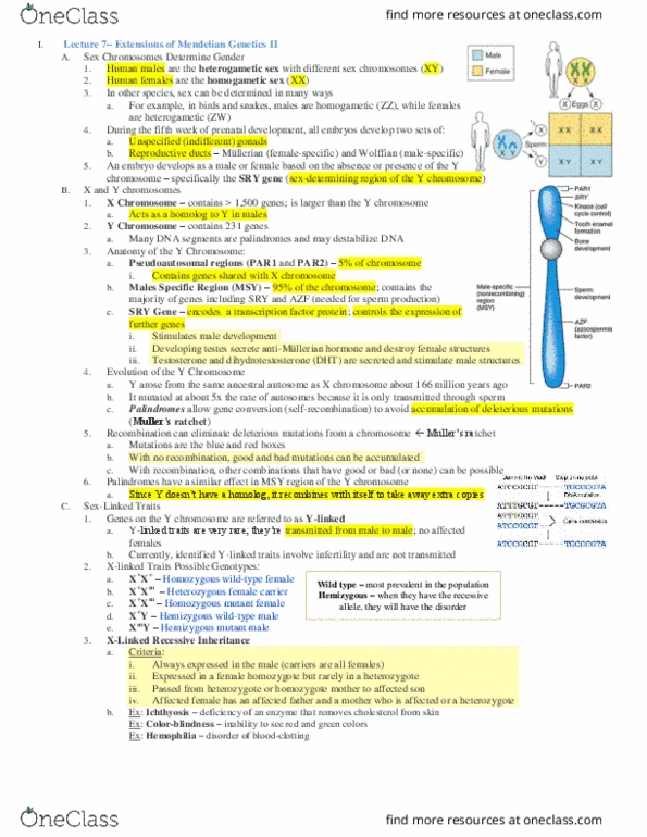 MCB 10 Lecture Notes - Lecture 7: Penetrance, Meiosis, Pre-Eclampsia thumbnail