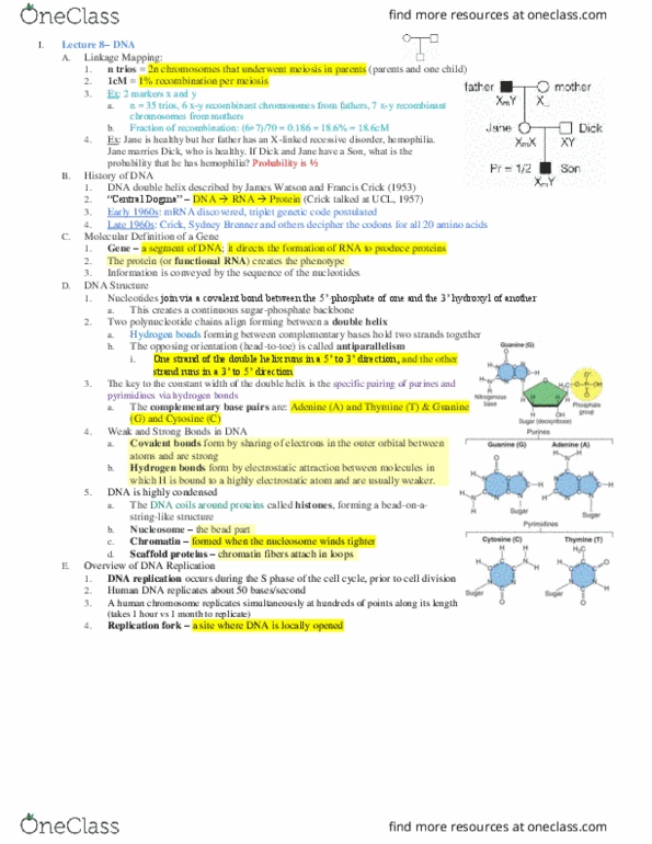 MCB 10 Lecture Notes - Lecture 8: Covalent Bond, Guanine, Thymine thumbnail