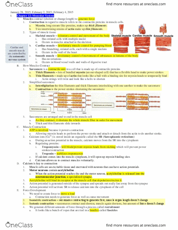 NPB 10 Lecture Notes - Lecture 5: Endoplasmic Reticulum, Bone Remodeling, Stroke Volume thumbnail