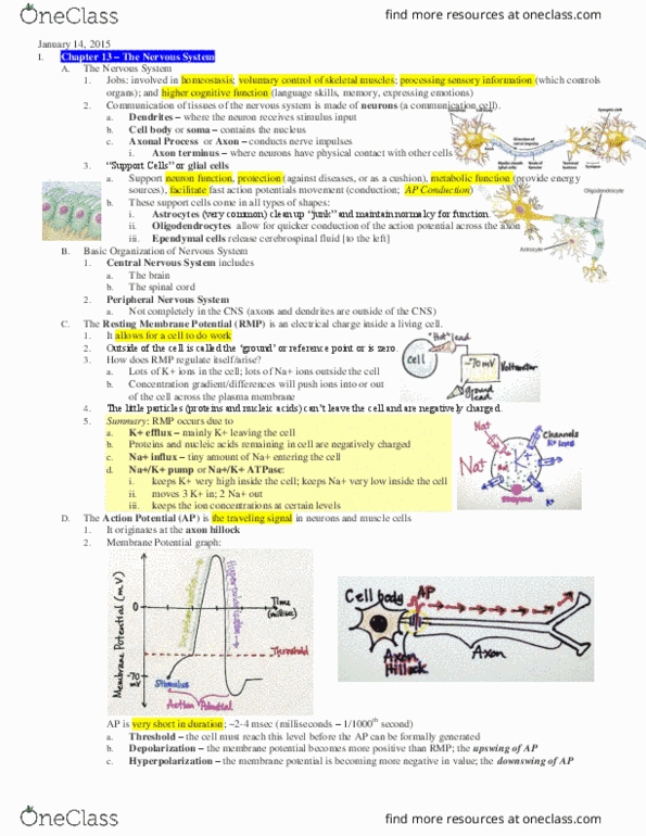 NPB 10 Lecture Notes - Lecture 3: Glutamine, Central Nervous System, University Of Manchester thumbnail