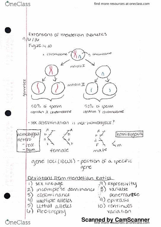 BIOL 202L Lecture 5: 09/06/16 more on sex determination, derivations from mendelian ratios (sex linkage, incomplete dominance, codominance, multiple alleles) thumbnail