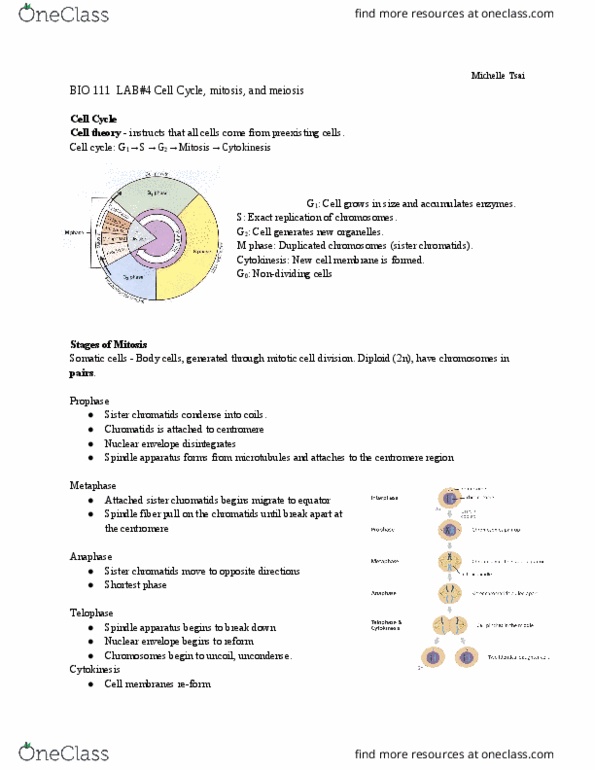 BIOL 111 Chapter Notes - Chapter 4: Sister Chromatids, Spindle Apparatus, Nuclear Membrane thumbnail