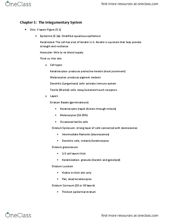 BIOL 2221 Lecture Notes - Lecture 5: Stratum Granulosum, Stratified Squamous Epithelium, Dermis thumbnail