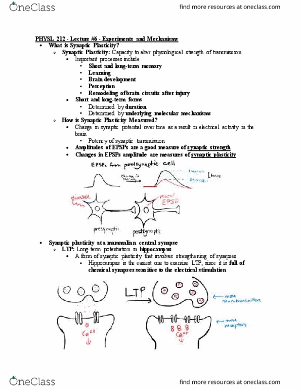 PHYSL212 Lecture Notes - Lecture 6: Synaptic Plasticity, Memory Consolidation, Pyramidal Cell thumbnail
