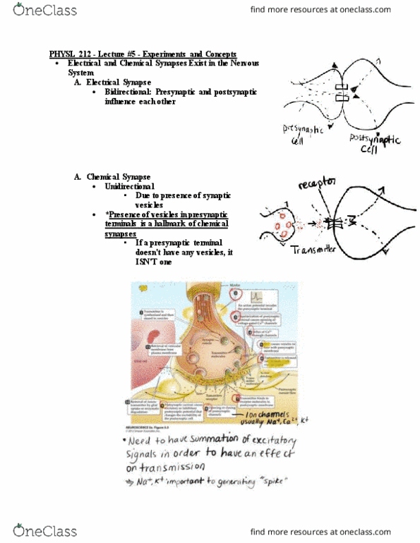 PHYSL212 Lecture Notes - Lecture 5: Neuromuscular Junction, Electrical Synapse, Vertebra thumbnail